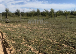 هكتار محفض ممتازمربع وسط الفيرمات 