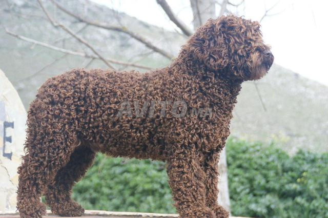 Chien d'eau espagnol / Perro de Agua