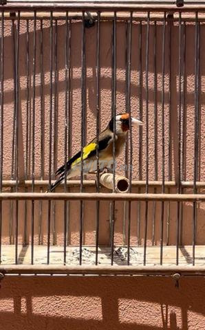 زوج حسون  - 2