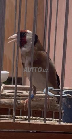 ذكر حسون داوي - 2