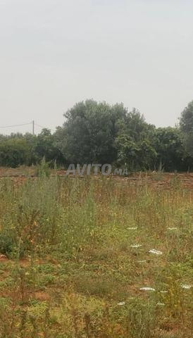 هكتار محفض ممتاز وشجيرات مثمرة عين جوهرة