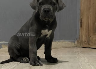 Cane corso blue aux yeux blue