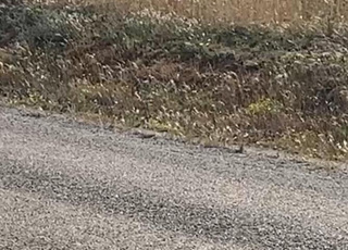 أرض 5000متر مخفضة 3كم من تيفلت 