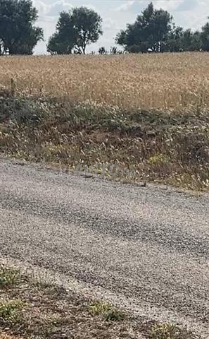 ارض محفضة على الشارع 5000متر 3كم من مدينة