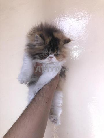 Chats persan  - 2