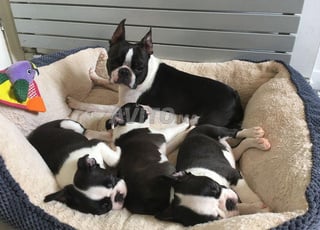boston terrier 2mois 