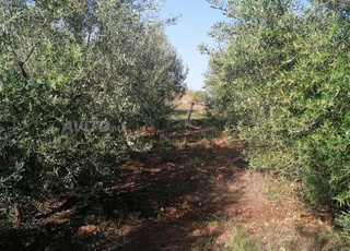Vends terrain agricole arboré avec puit à Agourai