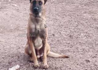 chien malinois 