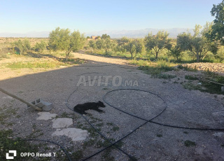 Terrain à vendre tameslouht route Amizmiz 