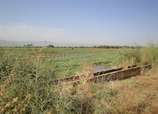 Terrain agricole à vendre à Béni Mellal