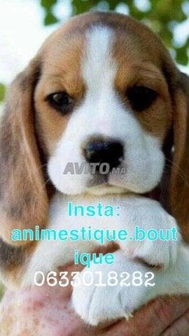 Animaux domestiques 