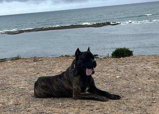 Chien cane corso 