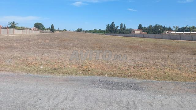 Ter 1ha titre jnane maamoura kamouni