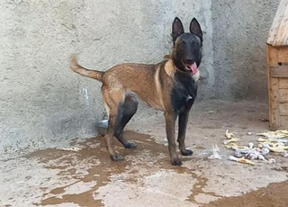 Malinois fe