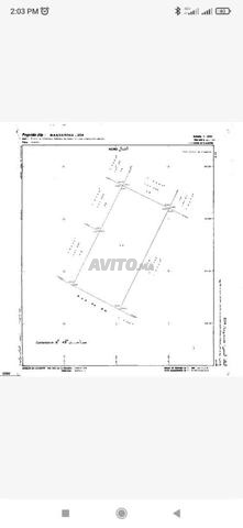 Vente terrain nue Mandarona-Florida-Sidi maarouf