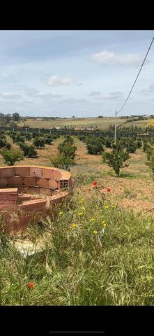 هكتار واشجار افوكادو وتحفيض 14كم من بحراوي