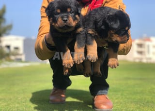 Chiot Rottweiller pedigree