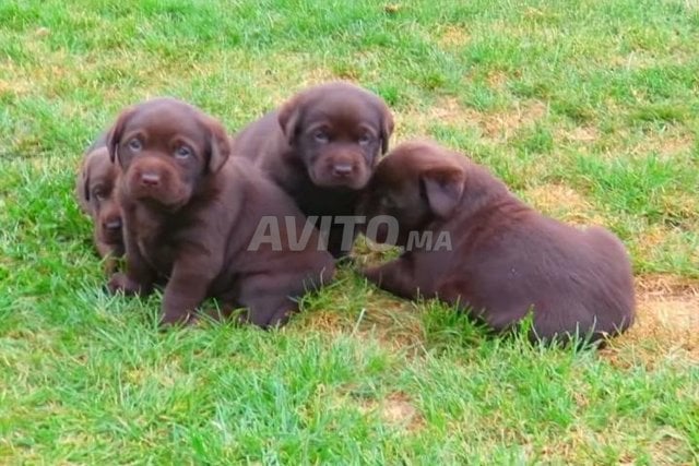 Labrador chocolat 