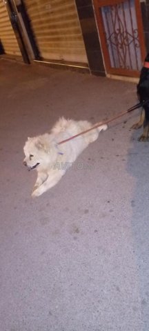 femelle chow chow 