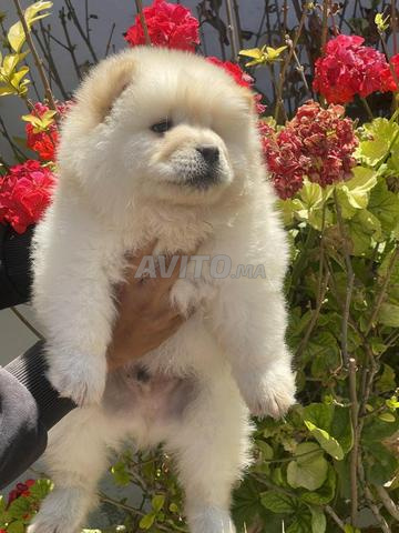 Chow chow chiot