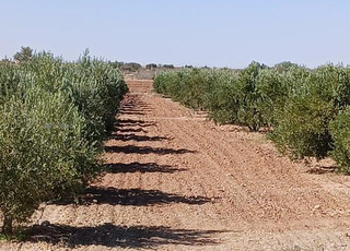 ferme d'olivier 5,5 hectares (soulalia)