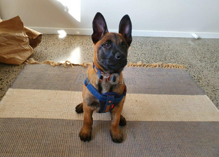 malinois charbonnier 