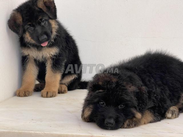 Chiot berger allemand poil long