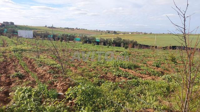 Ferme titre 7500m2 mkam tolba tiflet - 2