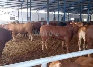 Bovins pour abattage