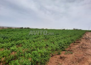 أرض فلاحية محفظة للبيع باثنين اشتوكة