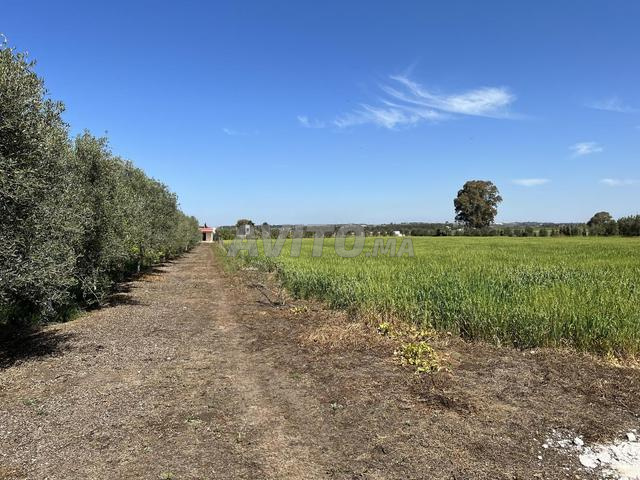 Terrain agricole titré d'un hectare a Ain Ribaa