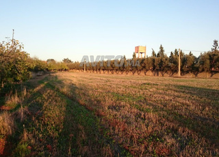 Ferme titrée à Benslimane 2.25 hectares
