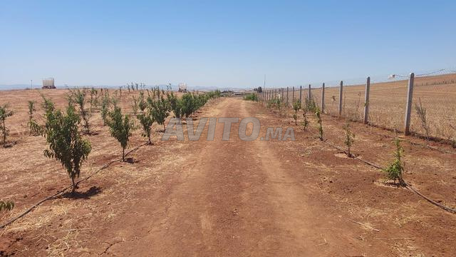Ferme titre 1ha tiflet Ait wahhi - 2