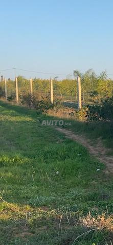 ارض محفضة 6000متر مسيجة 4كم من مدينة