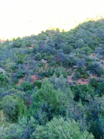 Terrain titré pour projet touristique  - 2