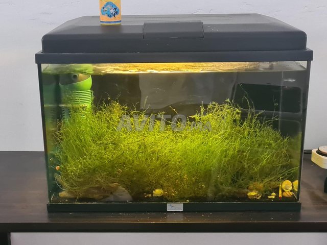 Aquarium avec matériel original