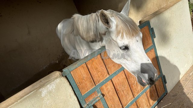 Vente arabe barbe 
