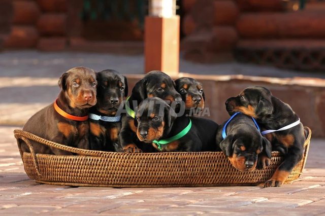Chiots Doberman