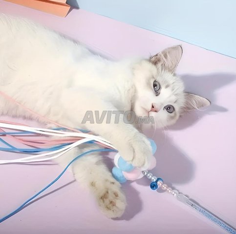 jeux pour chats 