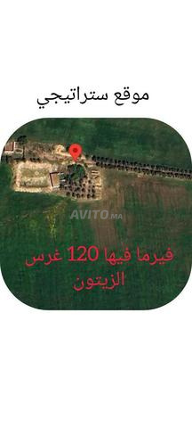  فيرما للبيع  10 هكتار بمدينة برشيد صالحة للزراعة 