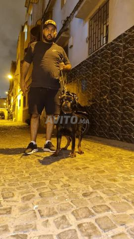 male rottweiler pedigree age 5 mois