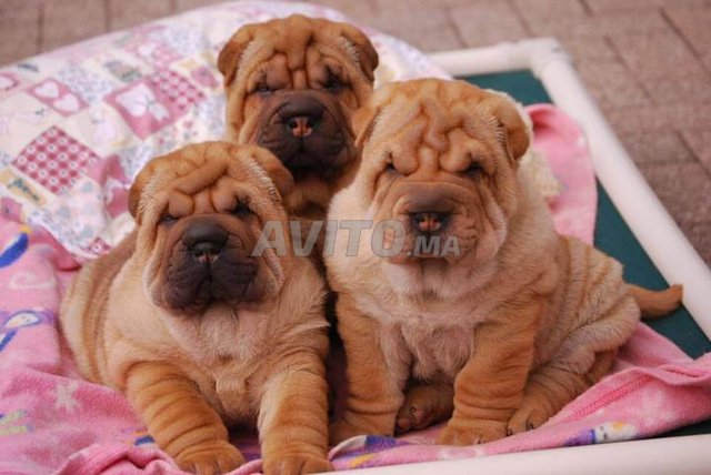 Chiots Shar-Pei de race pure