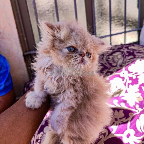 cat persan male