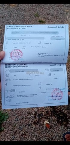 Pur sang arabe course