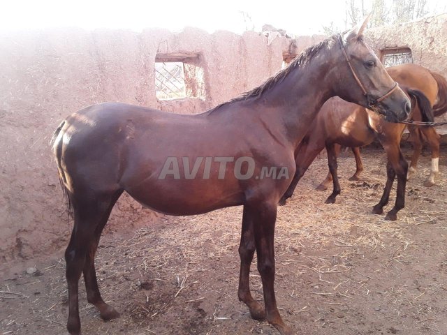 Femelle cheval avec sa pouliche pur sang arabe 