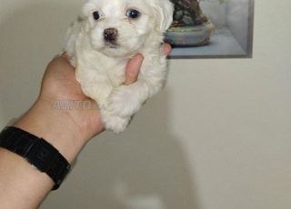 bichon maltais nain 