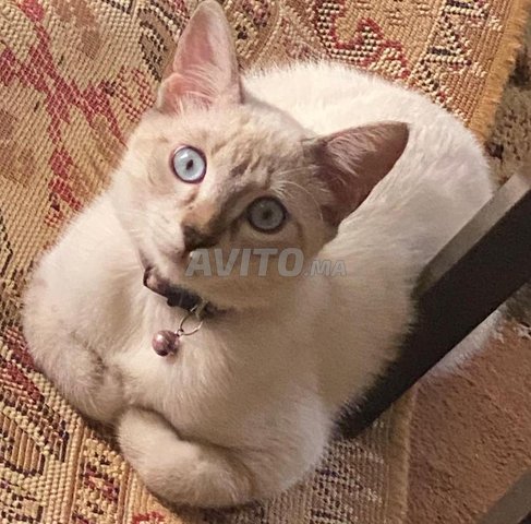 Chat à vendre 