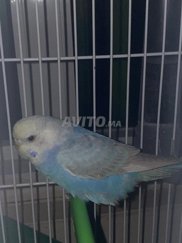 Couple perruche sans cage