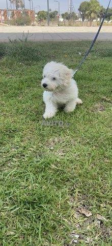 Chien 