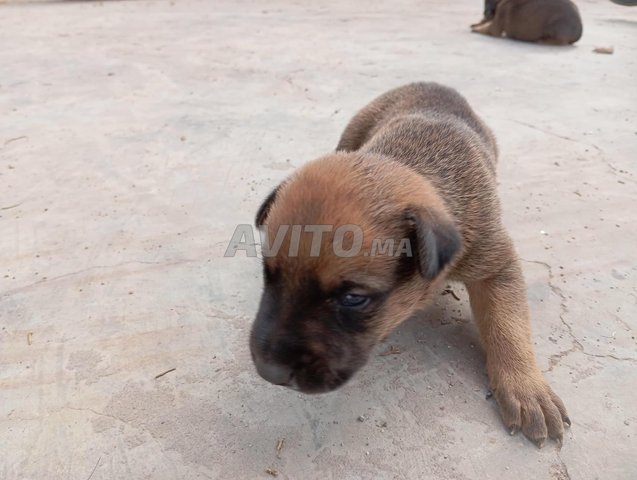 Malinois à vendre 